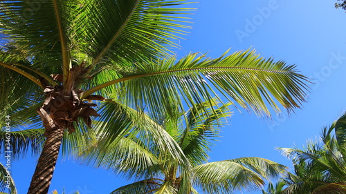 Palma kokosowa 