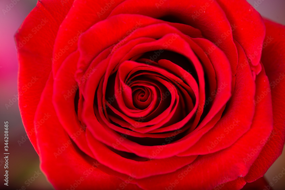 Close-up of a red rose bud on a blurred dark background. Rose bud. red rose. Close-up of a red rose bud on a blurred dark background. Rose bud. red rose.