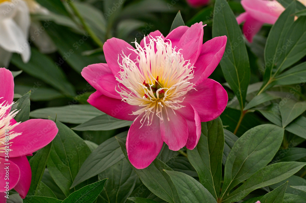 Fototapeta premium Herbaceous Peonies 'Bowl of Beauty' in flower border