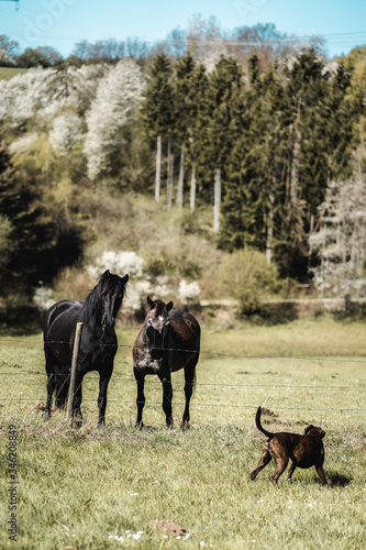 2 Pferde auf einer Koppel beobachten einen Boxer Hund welcher vor dem Zaun herumschnüffelt