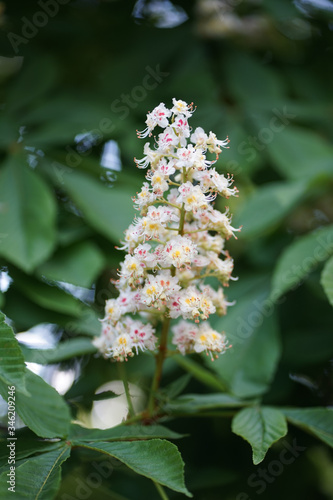 Close up flowers of white Aesculus hippocastanum, a large deciduous, synoecious (hermaphroditic-flowered) tree, commonly known as horse-chestnut or conker tree.