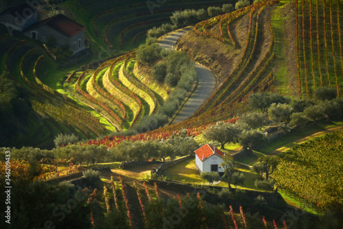 Colorful terraces and lines vineyards in Douro River Valley autumn morning. Picturesque autumn landscape with vineyards and chapel on hills of Douro River Valley. Portugal