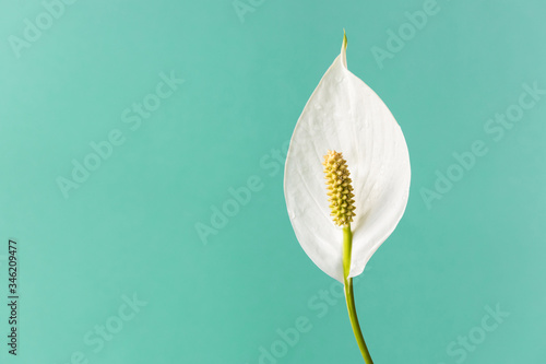 Spathiphyllum home plant.Close-up petal of white flower .Concept of home gardening.