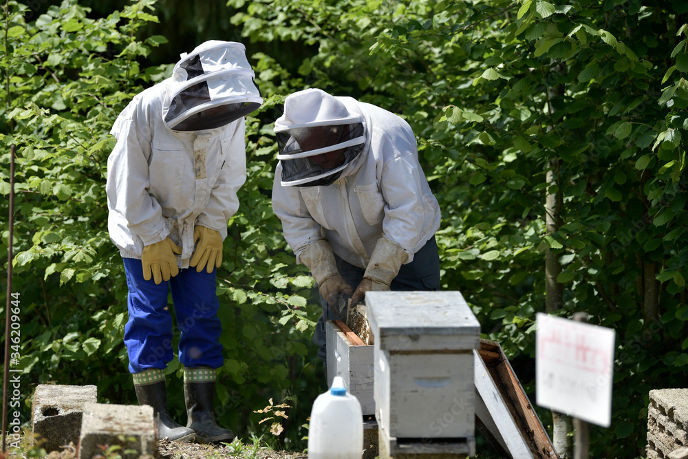 Beekeepers working with secured outfit Beekeepers working with secured outfit