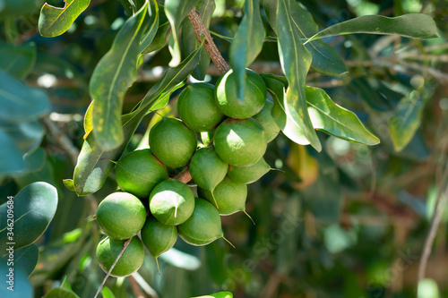 Foto Raw of Macadamia integrifolia or Macadamia nut hanging on plant