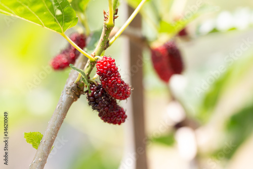 Rip Mulberry fruits hanging on plant