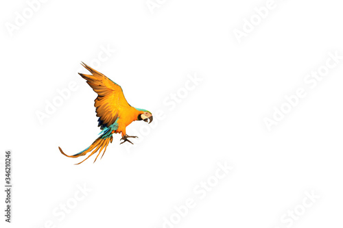 One macaw parrot isolated on a white background