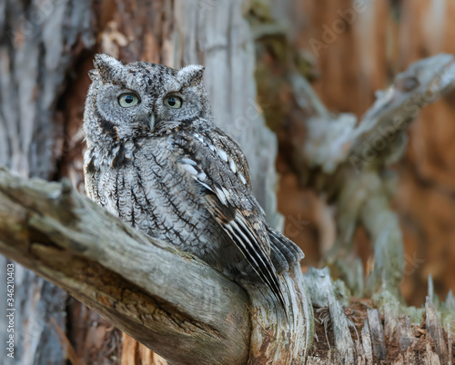 Eastern Screech Owl Closeup Portrait