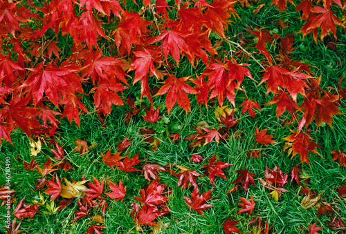 Fallen leaves of the Acer palmatum O Sakazuki Autumn Colour in a woodland garden