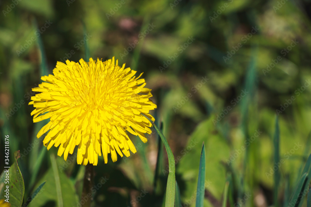 Yellow dandelion flower on a green natural background. Copy space for text.