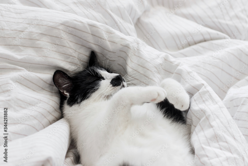 Adorable cat sleeping on bed with stylish sheets in morning light, pleasure moment. Portrait of cute kitty relaxing on cozy owner's bed in modern room. Domestic pets
