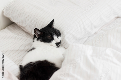Adorable cat sleeping on bed with stylish sheets in morning light. Cute kitty relaxing on cozy owners pillows in modern room. Domestic pets