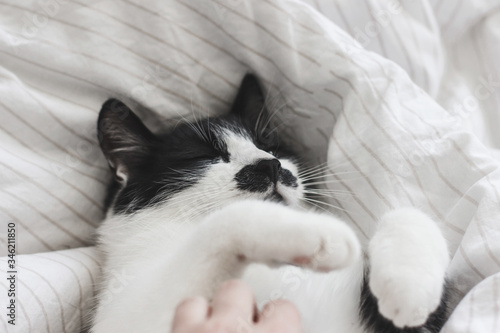 Adorable cat sleeping on bed with stylish sheets and owner stroking him in morning, pleasure moment. Closeup of person hand caressing cute kitty. Domestic pets. Cozy home