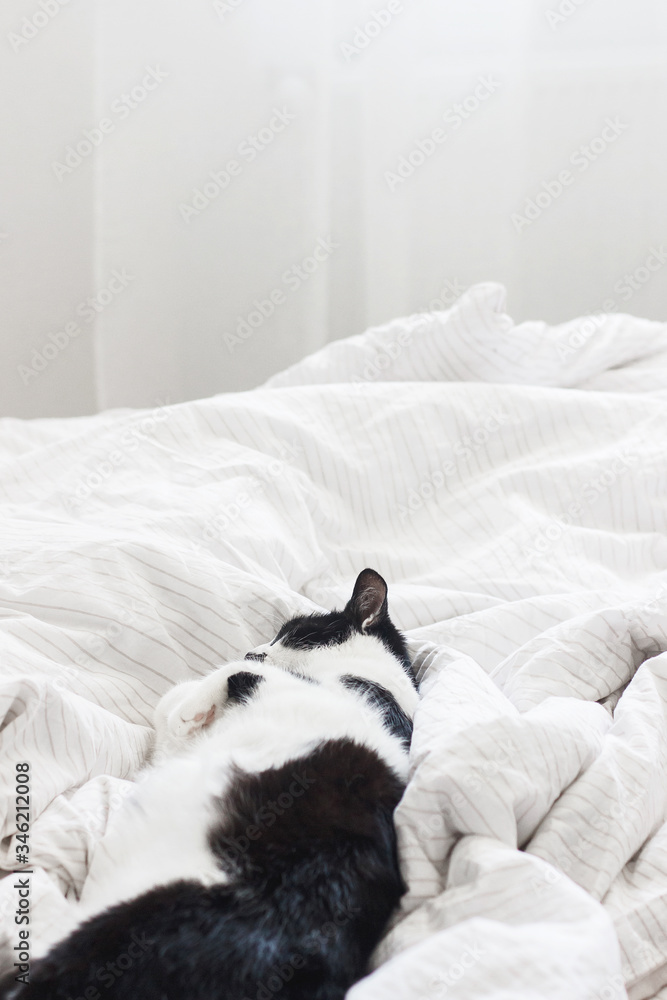 Adorable cat sleeping on bed with stylish sheets in morning light, pleasure moment. Cute kitty relaxing on cozy owner's bed in modern room. Domestic pets. Space for text Adorable cat sleeping on bed with stylish sheets in morning light, pleasure moment. Cute kitty relaxing on cozy owner's bed in modern room. Domestic pets. Space for text
