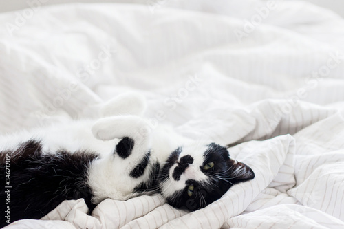 Adorable cat with funny emotion lying on bed in stylish sheets in morning light, pleasure moment. Funny kitty with green eyes relaxing on cozy owner's bed in modern room. Domestic pets