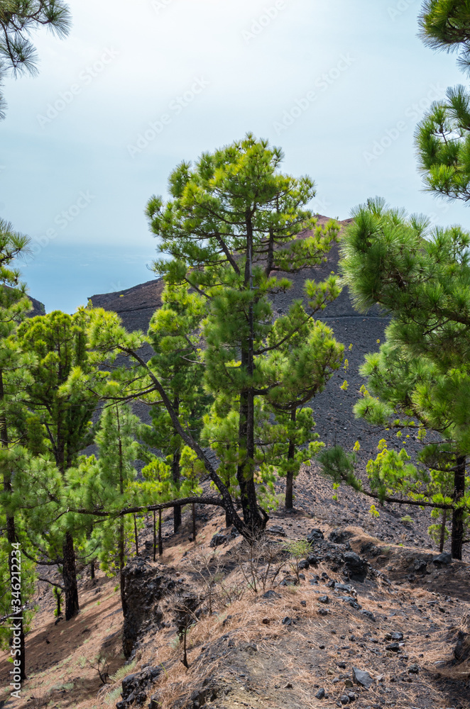 Canary pine trees near the path of Ruta de los Volcanes route Canary pine trees near the path of Ruta de los Volcanes route