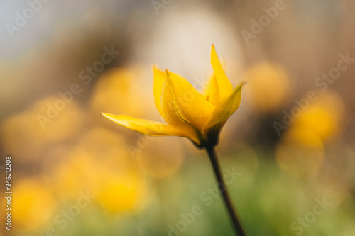 yellow wild flowers tulips