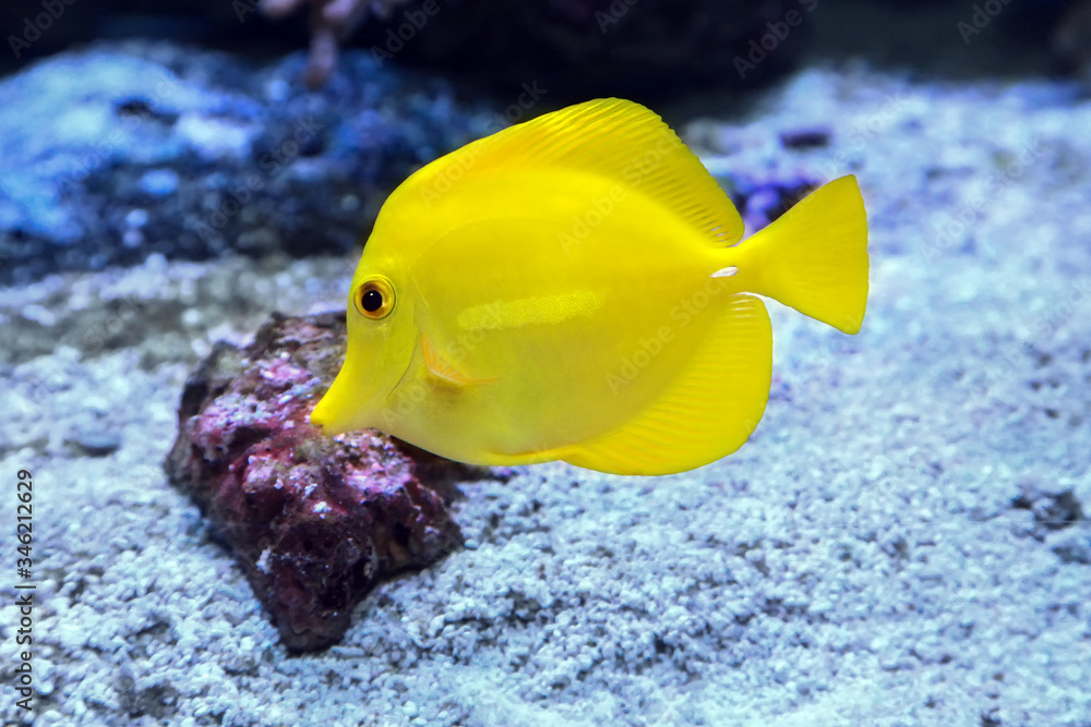 Obraz premium Yellow tang Zebrasoma flavescens marine fish