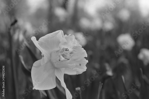 black & white daffodil 