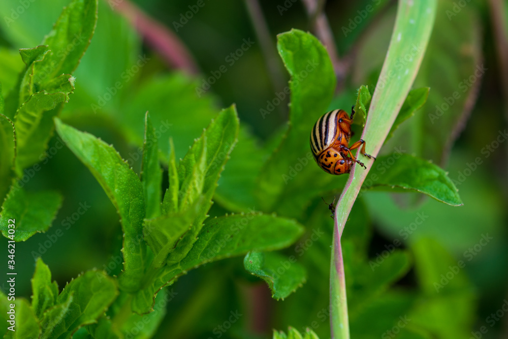 Fototapeta premium Insects on flowering plants. Macro photography.