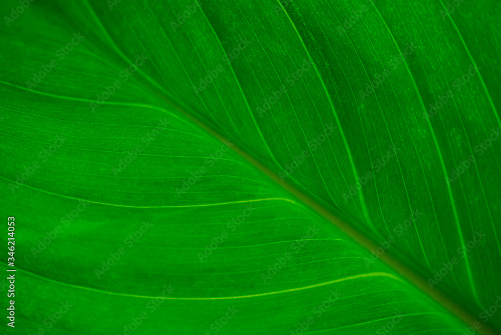 Abstract green leaf macro texture for background Abstract green leaf macro texture for background