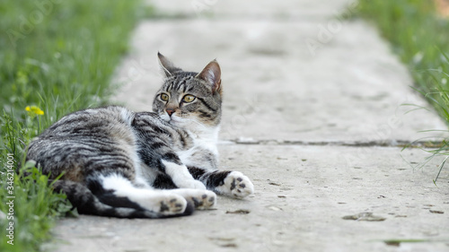 A grey tabby cat lying on a country road looking aside
