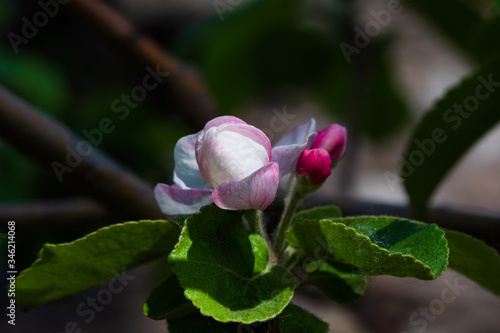 Blossoming buds of apple blossoms. Macro photography.