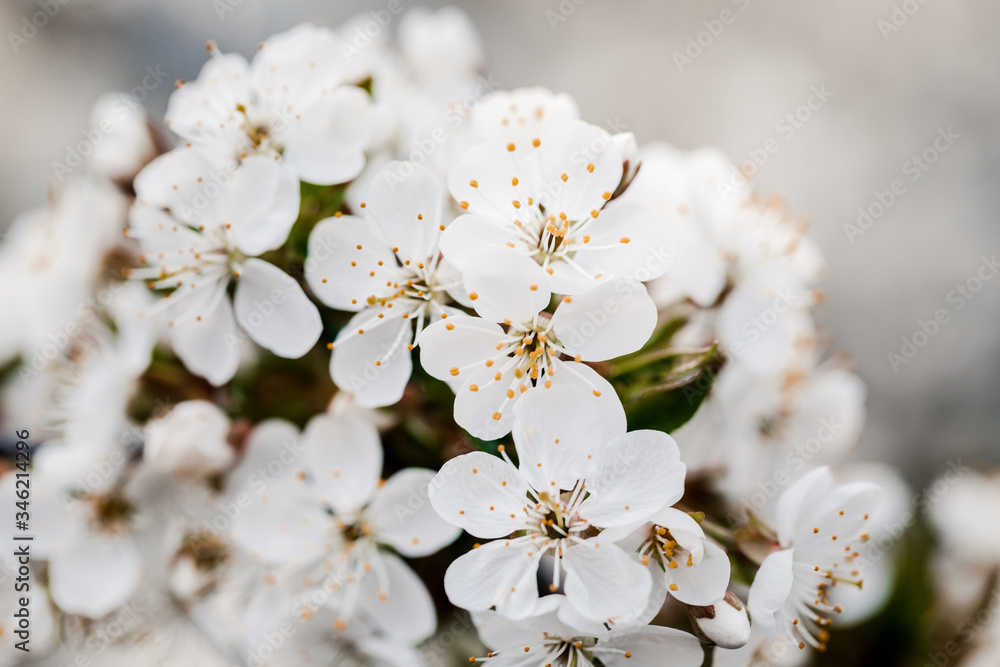Spring blooming fruit tree. The background of the spring flowering