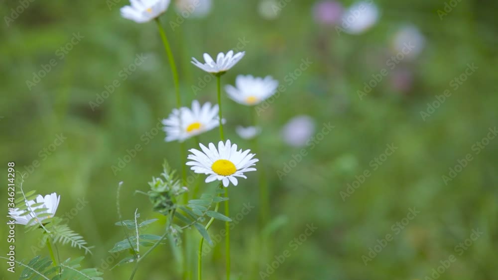 Beautiful shots with different wildflowers and different insects, shot on video close-up
Beautiful shots with different wildflowers and different insects, shot on video close-up