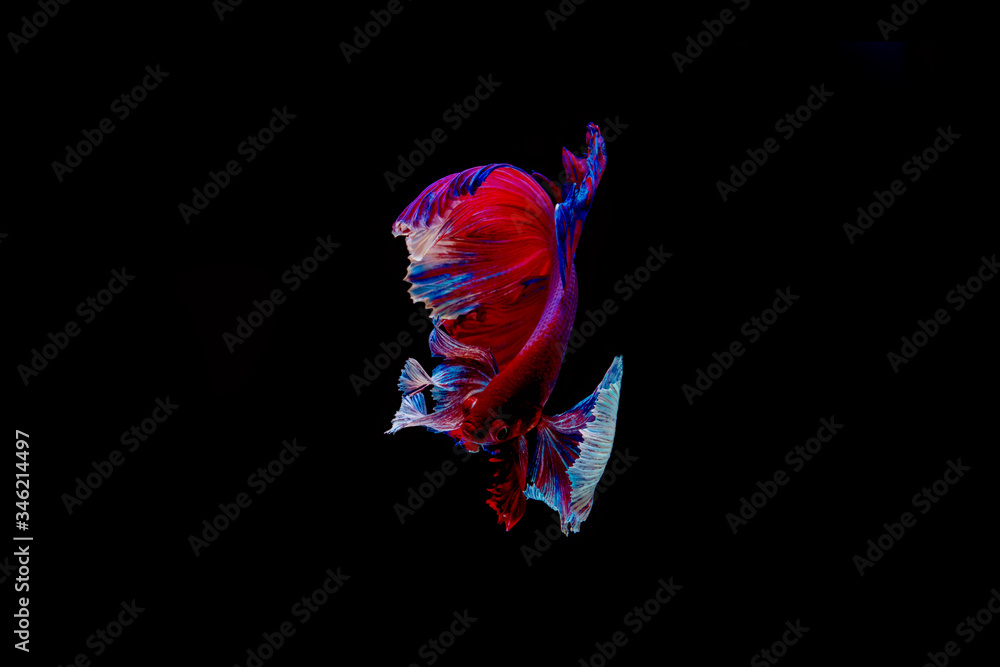Obraz premium Siamese fighting fish.Multi color fighting fish isolated on black background.