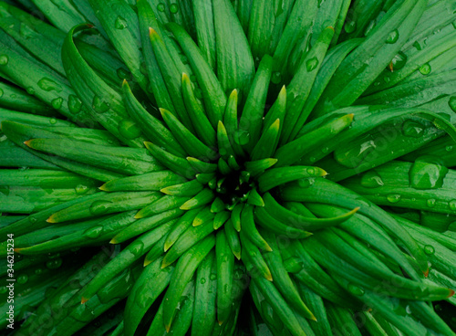 Green leaves of lily.