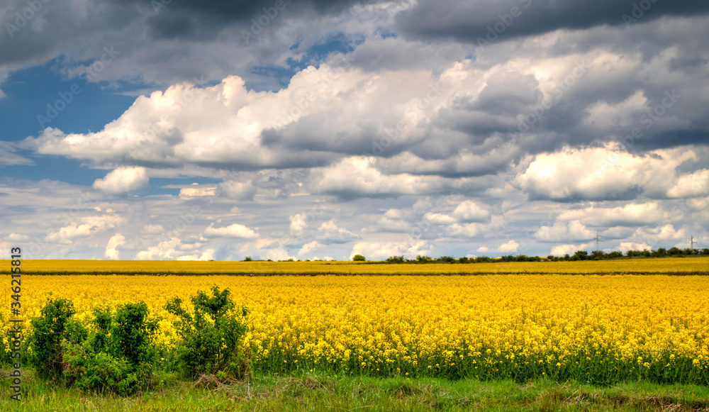 Beautiful landscape with blue sky and fresh yellow agricultural field Beautiful landscape with blue sky and fresh yellow agricultural field