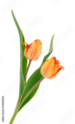 Fototapeta Naklejka Na Ścianę i Meble -  Orange tulips isolated.