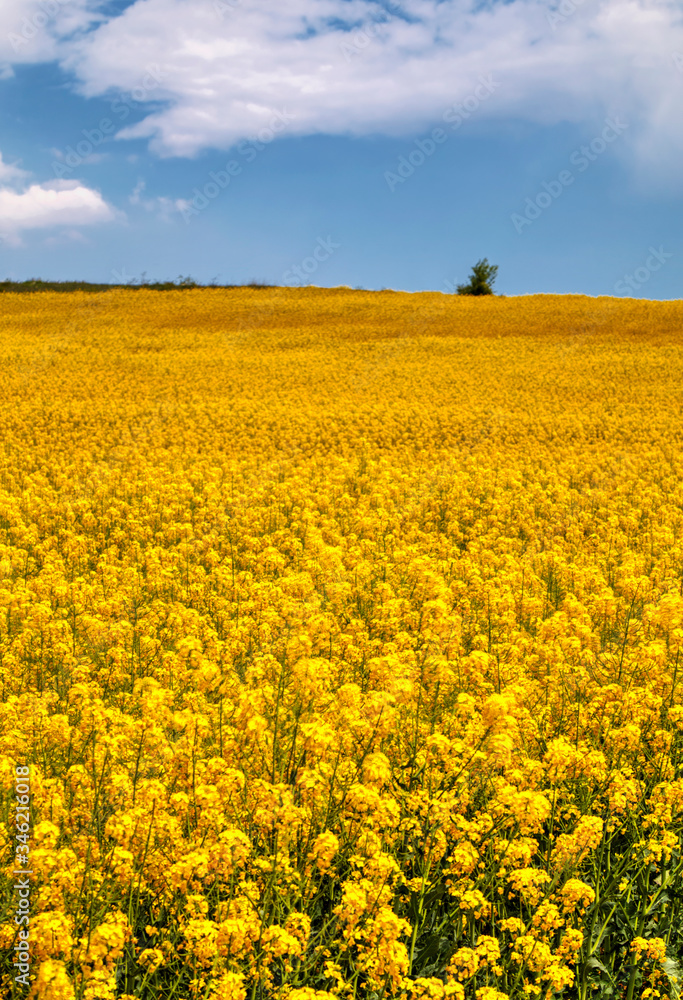 Fototapeta premium Beautiful landscape with blue sky and fresh yellow agricultural field