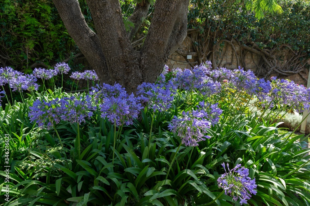 Obraz premium Summer Flowers, Portugal.