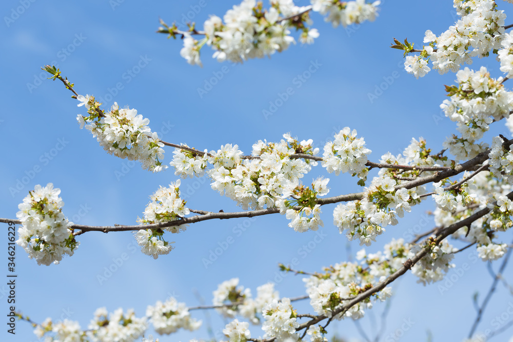 Gałęzie drzewa czereśni z kwiatami w rozkwicie, z błękitnym niebem w tle