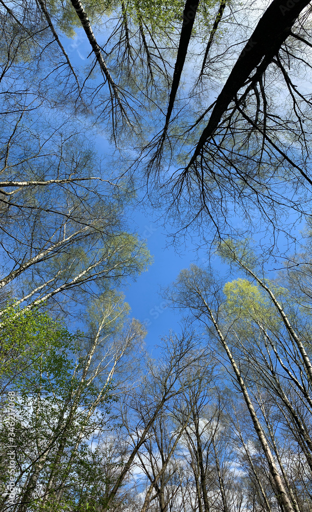 Panorama of first days of spring in a forest, view of the trees from below, blue sky, Buds of trees, Trunks of birches, sunny day Panorama of first days of spring in a forest, view of the trees from below, blue sky, Buds of trees, Trunks of birches, sunny day