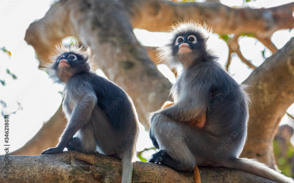 Obraz premium Małpa z ciemnego liścia siedzi na gałęzi drzewa i z zaciekawieniem patrzy w górę.