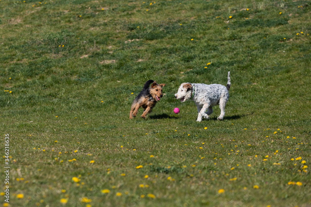 Two mixed-breed dogs, one black-brown and the other white-gray, run after a small rubber ball is thrown.