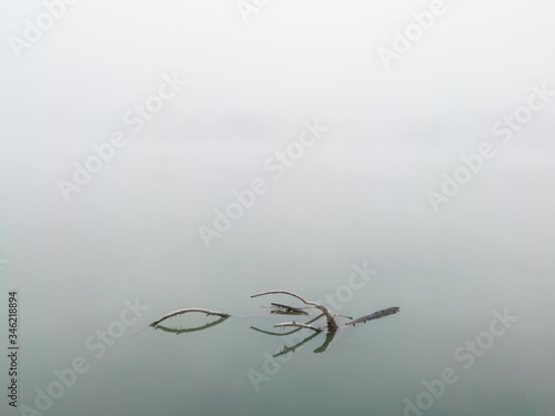 The dry branch floats on the surface of the water covered with morning frost in the fog. A gloomy and cold winter morning by the river.