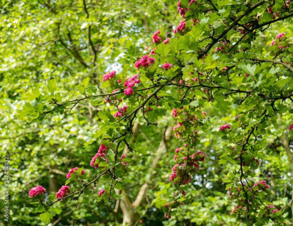 Bush and pink flowers Bush and pink flowers