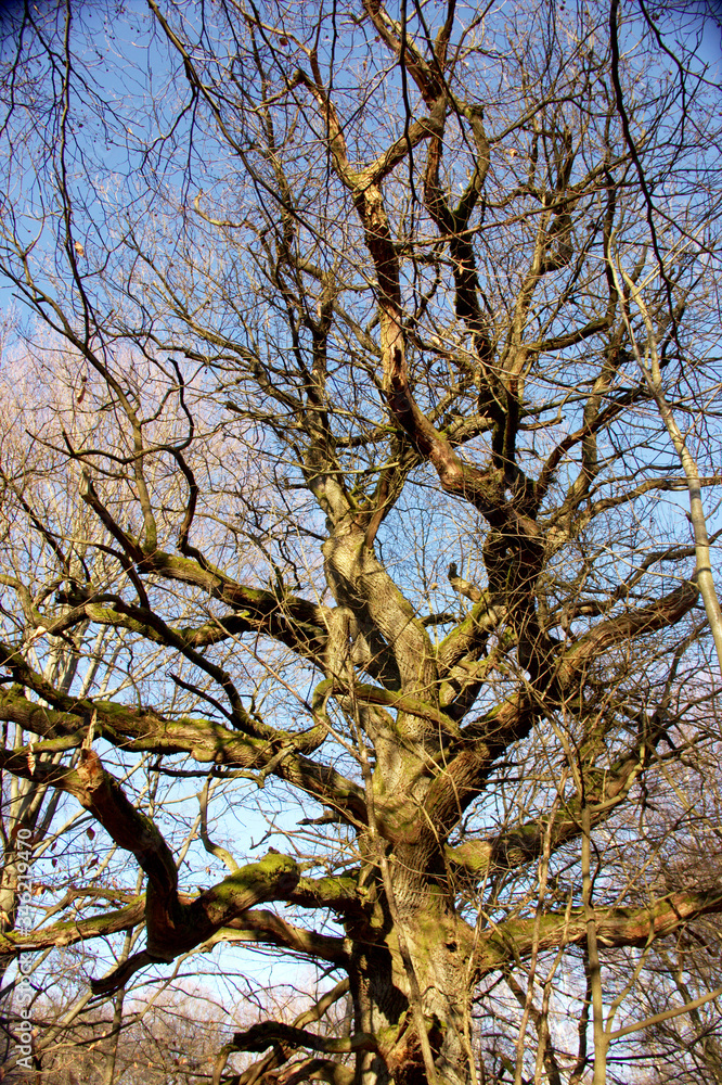 View of a large and heavily branched oak. In the background a blue sky on a winter day in the jungle of Sababurg