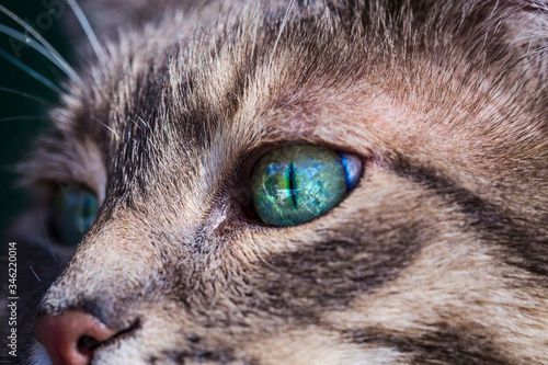Portrait of a gray tabby cat with green eyes and pink nose. Focus on the beautiful green cat's eye. Only half the face of the cat and one eye are visible.