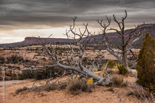 Natural Bridges National Monument 