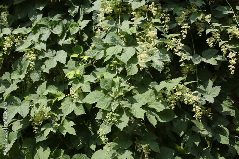 Male flowers of Common Hops (Humulus lupulus) covering the wall, for background or texture Male flowers of Common Hops (Humulus lupulus) covering the wall, for background or texture