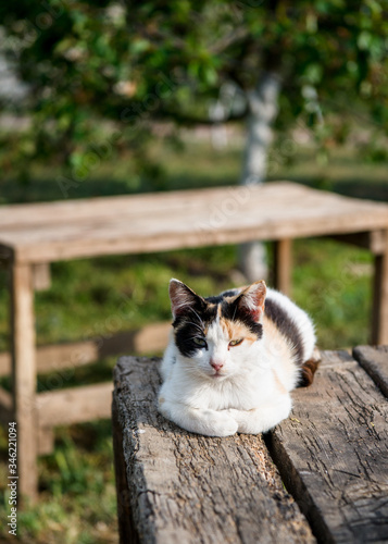 Beautiful cat on the old wooden table on sunny day in garden outdoors near the lilac flowers in vase.  © Iryna Obertun