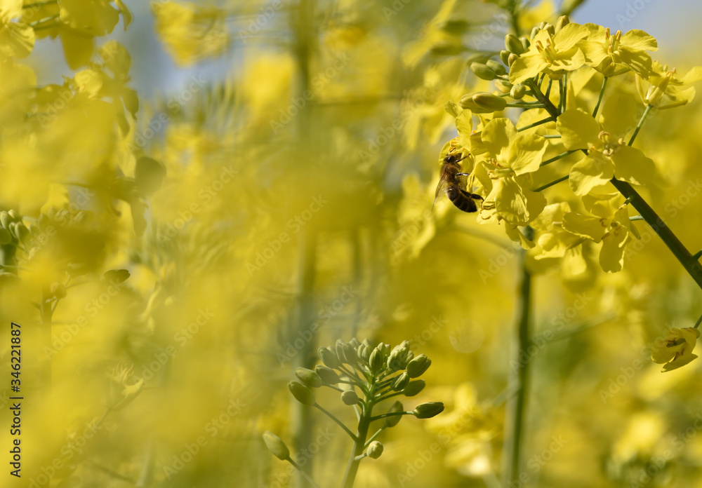 Obraz premium Bees collect pollen from flowers