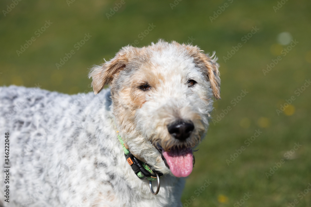 Tired of running, a white and gray mixed breed dog walks with a protruding tongue to cool off.