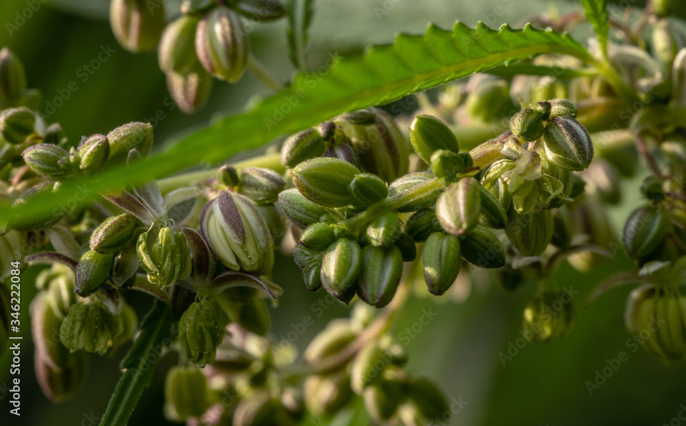 Ripening seeds on a cannabis plant on a blurred natural background. Selective focus. Ripening seeds on a cannabis plant on a blurred natural background. Selective focus.