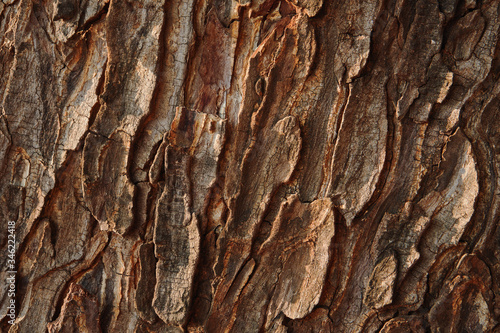 Background of cracked tree bark